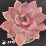 Echeveria Brown Sugar