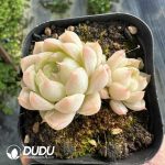 Echeveria Queen Rose Double Heads