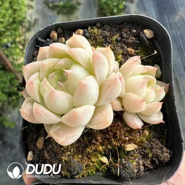 Echeveria Queen Rose Double Heads - Image 1