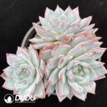 Echeveria Blue Bird Clustering