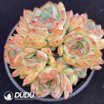 Echeveria Red Dust Clustering