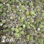 Conophytum Maughanii Mixed (600-800pcs)