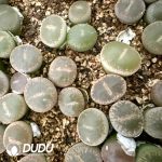 Lithops Nephrite (700-900pcs)