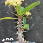 Euphorbia Emerald Paradise