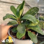 Euphorbia Dancing Dolly