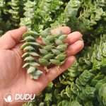 500Pcs Crassula Conjuncta Cuttings