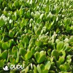 500Pcs Echeveria Purple Butterfly Cuttings