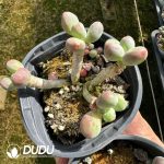 Pachyphytum Apple Beauty Clustering