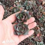 500Pcs Echeveria Purpsorum Cuttings