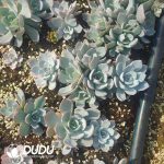 500Pcs Echeveria Desmentiana Cuttings