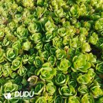 500Pcs Echeveria Peach Pride Cuttings