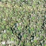 500Pcs Echeveria Melaco Cuttings