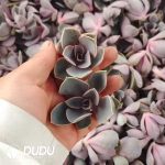 500Pcs Echeveria Perle von Nurnberg Cuttings