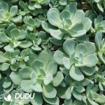 500Pcs Echeveria Hakuhou Cuttings