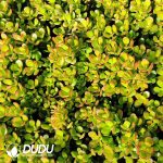 500Pcs Crassula ovata Crosbys Compact Cuttings