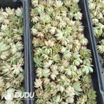500Pcs Echeveria Yeon-Deung Cuttings
