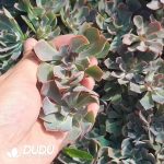 500Pcs Echeveria Neon Breaker Cuttings