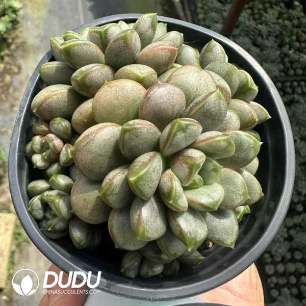 Echeveria Grape Clustering - Image 1