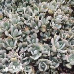 500Pcs Echeveria runyonii Rose ex Walther Cuttings