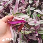 500Pcs Tradescantia Nanouk Cuttings