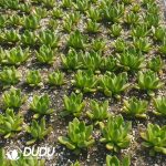 500Pcs Echeveria Lindsayana Cuttings