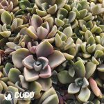 500Pcs Echeveria Mrs Richards Cuttings