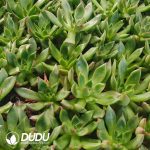 500Pcs Echeveria Agavoides Wild Horse Cuttings