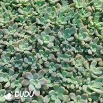 500Pcs Sedum Chloe Cuttings