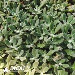 500Pcs Echeveria pulvinata Rose Cuttings