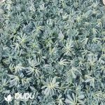 500Pcs Echeveria Blue Bird Cuttings