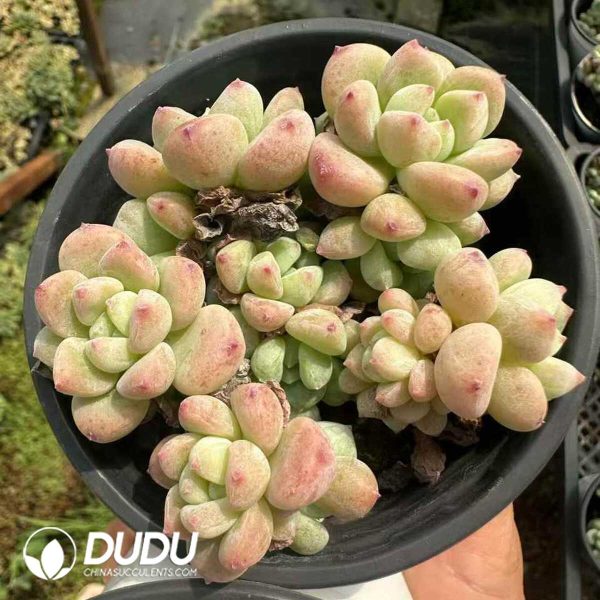 Echeveria Senbon Sakura Clustering - Image 1