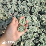 500Pcs Echeveria Lovely Rose Cuttings