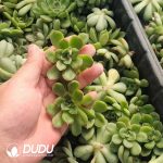 500Pcs Echeveria Ice Age Cuttings