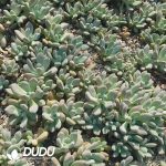 500Pcs Graptoveria Opalina Cuttings