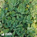 500Pcs Echeveria Qiluo Cuttings