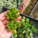 500Pcs Echeveria Red Lips Cuttings