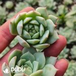 500Pcs Echeveria TP Cuttings