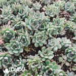 500Pcs Echeveria Cherry Cuttings