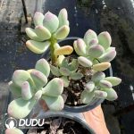 Pachyphytum Three Sun And Moon Multiple Heads Clustering