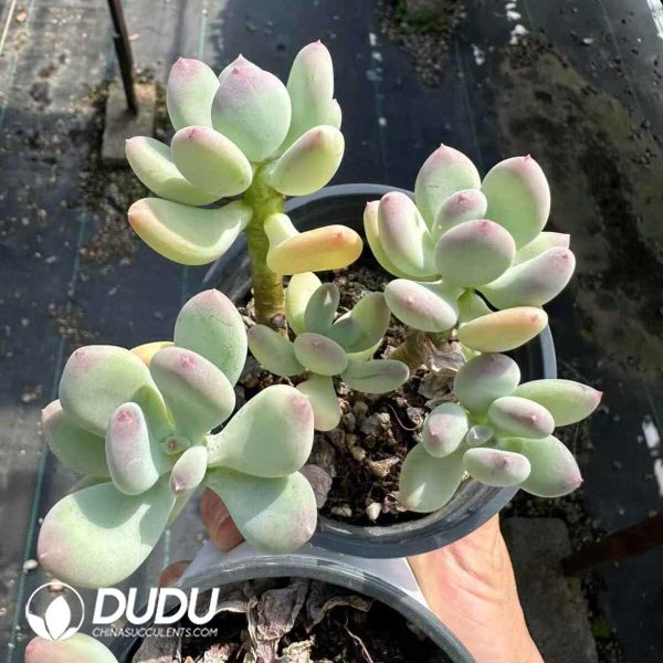 Pachyphytum Three Sun And Moon Multiple Heads Clustering - Image 1