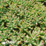 500Pcs Sedum Pachyphyllum Cuttings