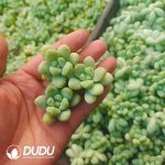 500Pcs Sedum Angel's Tears Cuttings