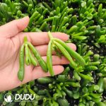 500Pcs Crassula Ovata Gollum Cuttings