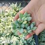 500Pcs Pachyphytum Chubby Beauty Cuttings