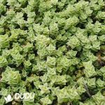 500Pcs Crassula perforata subsp. perforata Cuttings