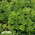 500Pcs Echeveria Little Lantern Cuttings