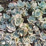 500Pcs Echeveria Blue Surprise Cuttings
