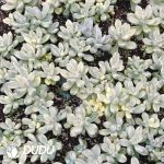 500Pcs Pachyphytum Apricot Beauty Variegated Cuttings