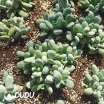 500Pcs Cotyledon orbiculata cv. Cuttings