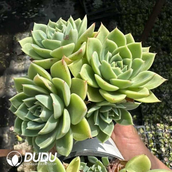 Echeveria Pansy Clustering - Image 1